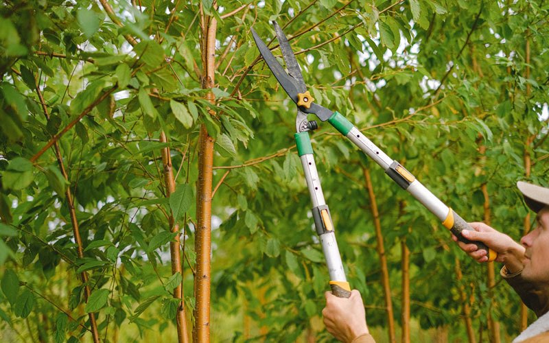Tree trimming in Crossville, IL